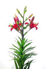 flowers and buds of red lily on white background green stem