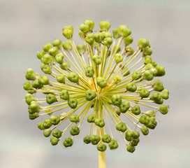 Seed Head of an Allium