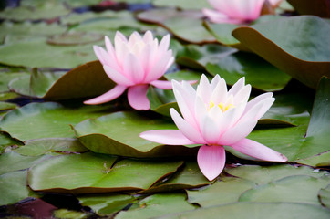 Two lilies on the leaves in water