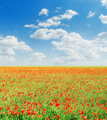 Fototapeta na wymiar red poppies field and blue cloudy sky