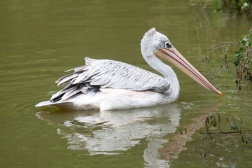 Pélican en balade sur la mare