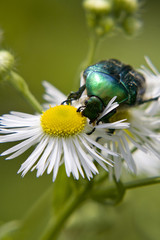 green bug
