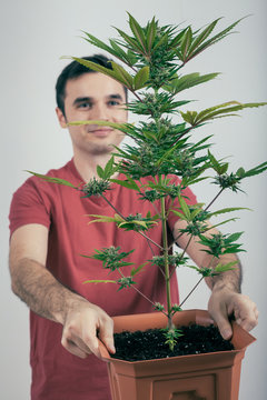 Man with Cannabis plant