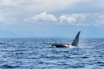 Orca whale or killer whale