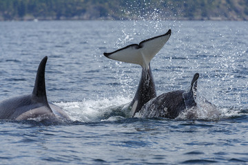 Naklejka premium Jumping orca whale or killer whale