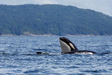 Obraz premium Jumping orca whale or killer whale