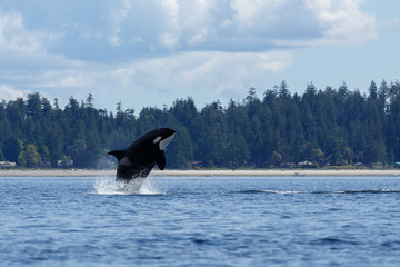 Jumping orca whale or killer whale