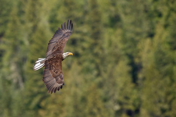 Fototapeta premium Bald Eagle in flight