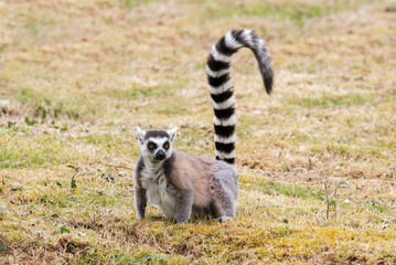 Naklejka na ściany i meble Maki catta - Lemur catta - en observation