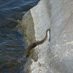 Dice snake trying to take fish out from the water