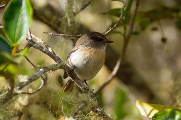tec-tec, kleiner Vogel in Reunion