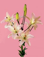 lilies in pink background
