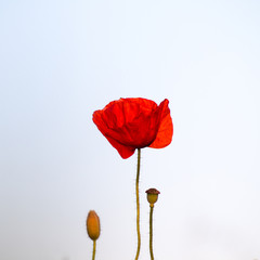Obraz premium Single poppy at bright background