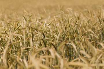 Wheat field in the countryside