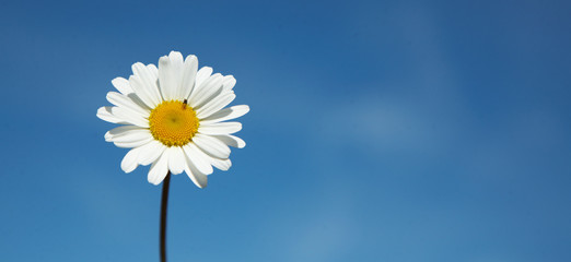 Daisy on blue sky