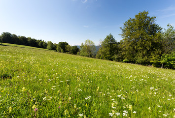 Pré fleuri en montagne