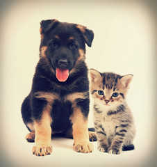 puppy and kitten