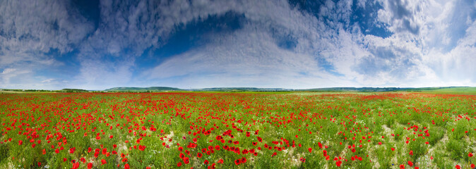 Poppy field panorama