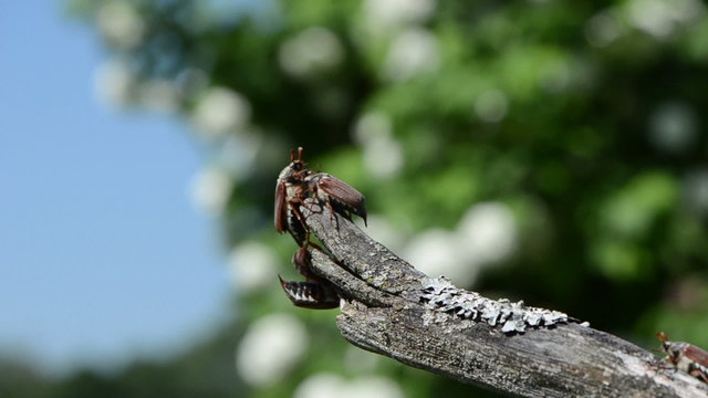 melolontha huddled on branch tip crawling antennas exploring air