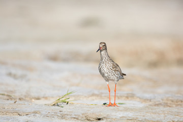 common redshank at the beach