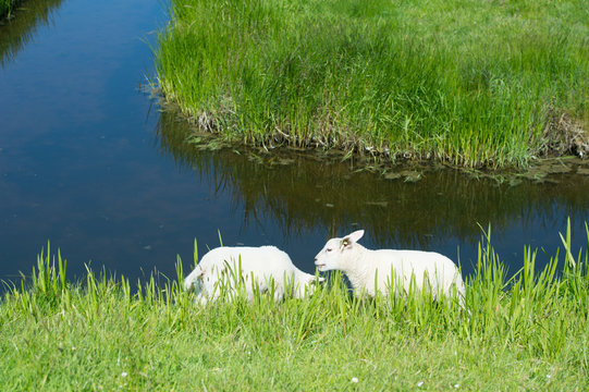 Lambs near the ditch