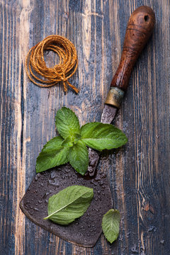 Fresh mint and vintage chopper knife on wooden background
