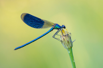 Banded Demoiselle - Powered by Adobe