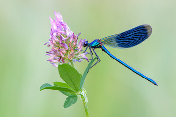 Banded Demoiselle - Powered by Adobe