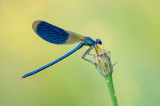 Banded Demoiselle