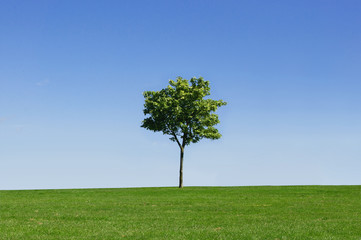 Fototapeta na wymiar Tree in a field