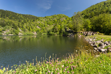 Lac de montagne et forêt