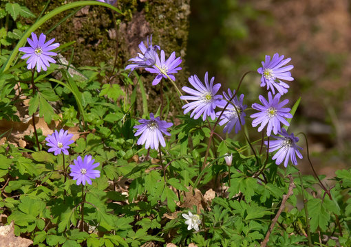 sottobosco di anemoni (Anemone apennina)