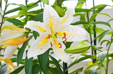 White tiger lily on a green background