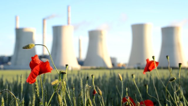 Field Poppy And Power Station, rack focus