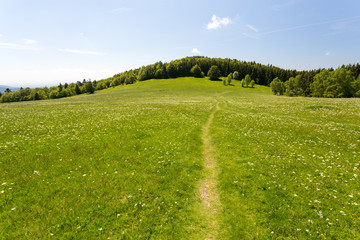 Chemin dans l''herbe