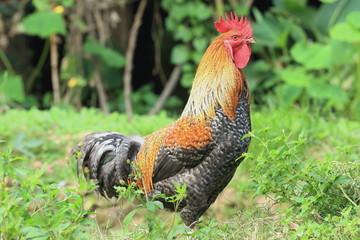 Grey and tawny rooster. Bandipur-Nepal. 0448