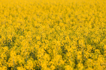 field of rapeseed