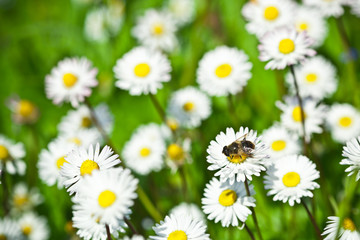 chamomile flowers field