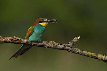 oiseau migrateur, guepier d'europe