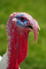 turkey white portrait