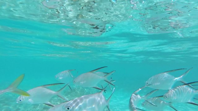 Tropical Caribbean reef fish