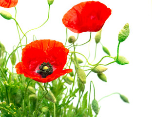 Fototapeta premium red poppy