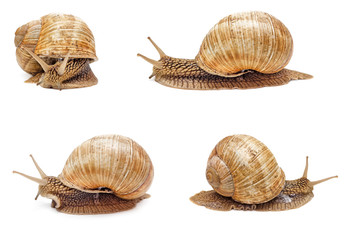 Snail isolated