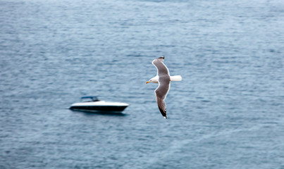 Fototapeta na wymiar Seagull in a clear day in summer