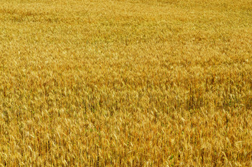 Golden wheat growing in a field
