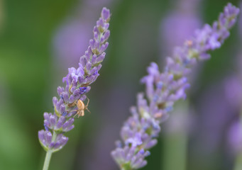 Araignée sur lavande