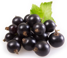 Black currant