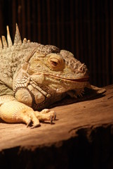 Green Iguana - Iguana iguana