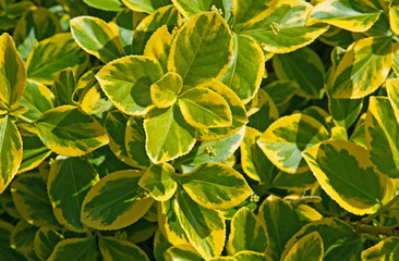 Closeup of euonymus fortunei, background, texture