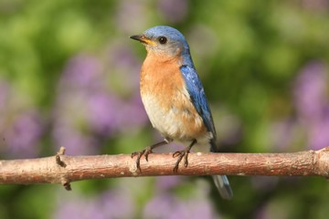 Male Eastern Bluebird